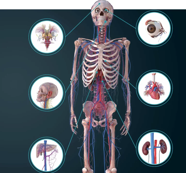 Anatomy